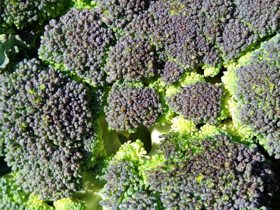 Eating plant healthy food