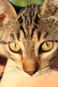 Cat face yellow eyes kitten photo