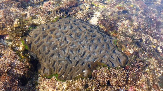 Nature underwater marine