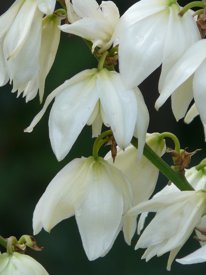 Lilies flower blossom