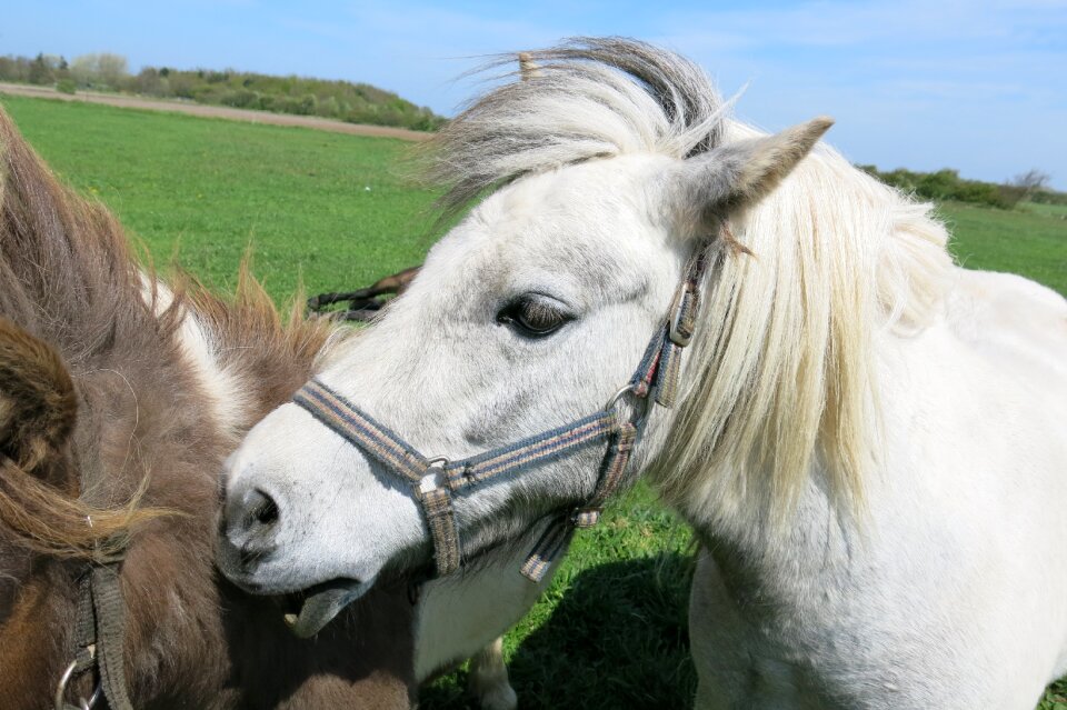 Animal ride nordfriesland