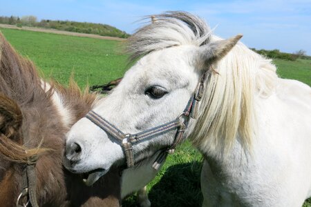 Animal ride nordfriesland