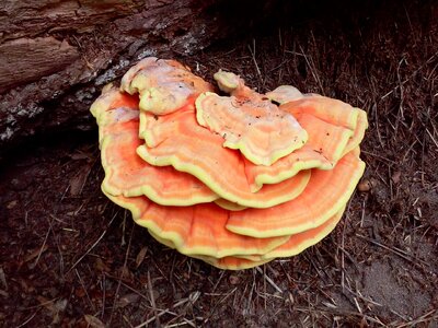 Mushroom the parasite wood hub
