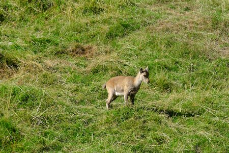 Chamois mountain animals