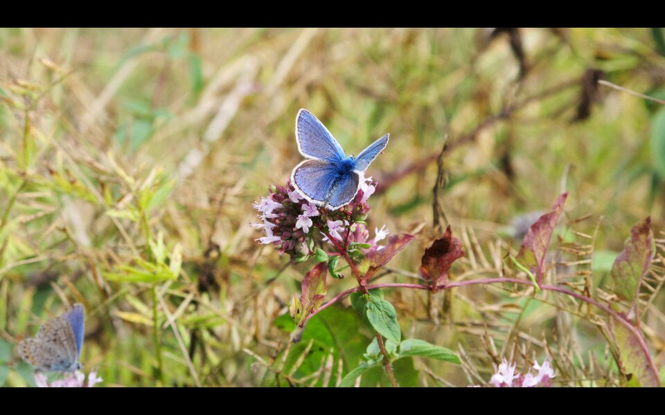 Blue oregano prairie