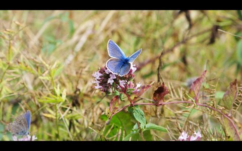 Blue oregano prairie