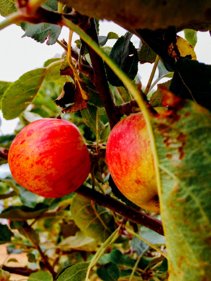 Nature green fruit