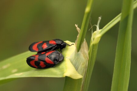 Red black colorfully close up photo