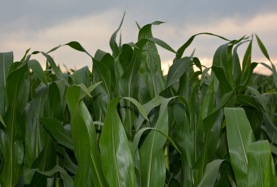 Plant farm crop photo