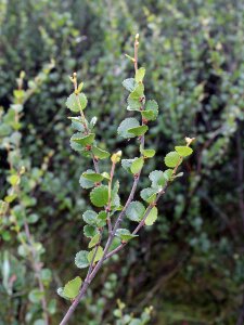 Plant flora leaves