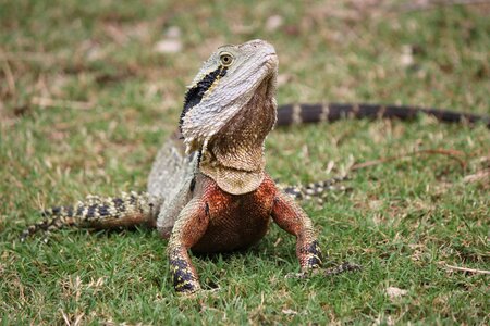 Nature wildlife pet