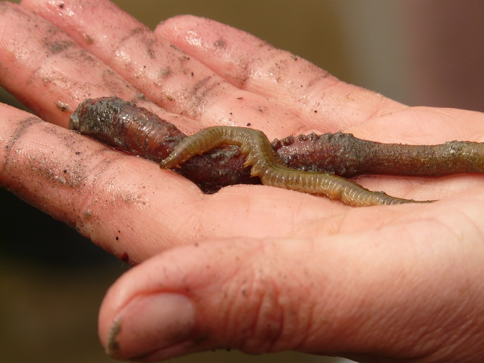 Nereis diversicolor annelid wadden sea