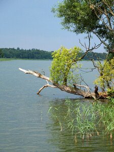 Log branches summer photo