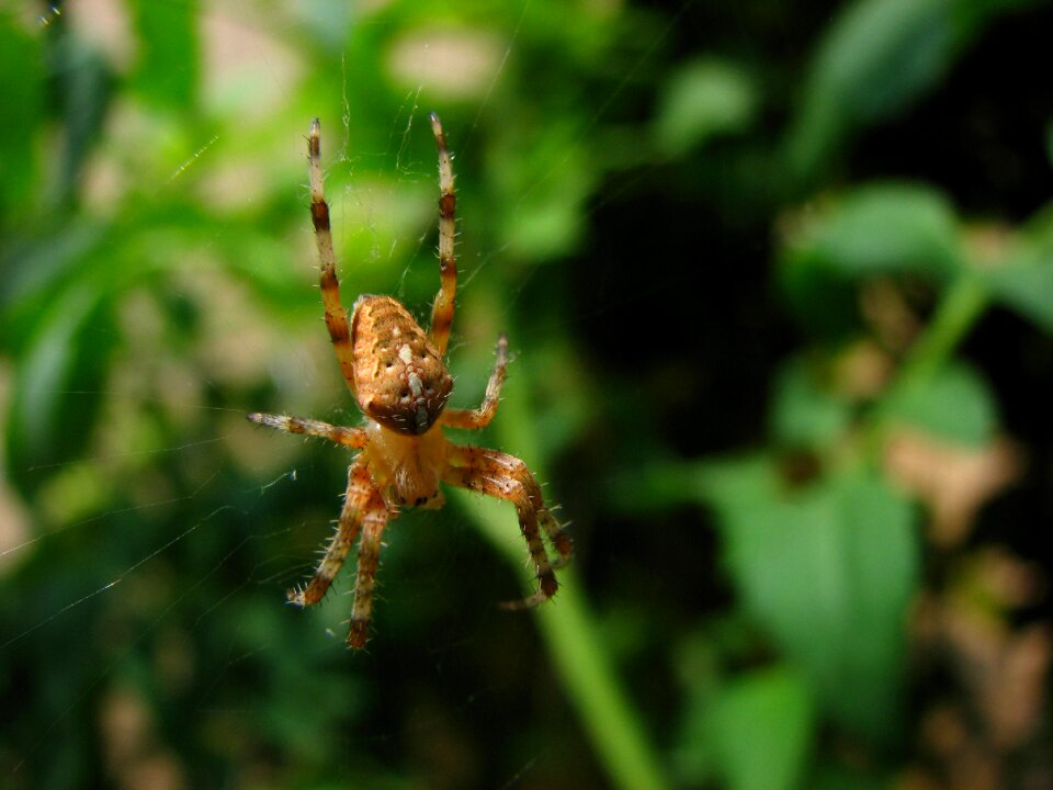 Arthropod macro green