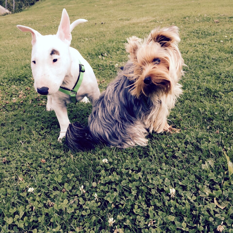 Adorable doggy small