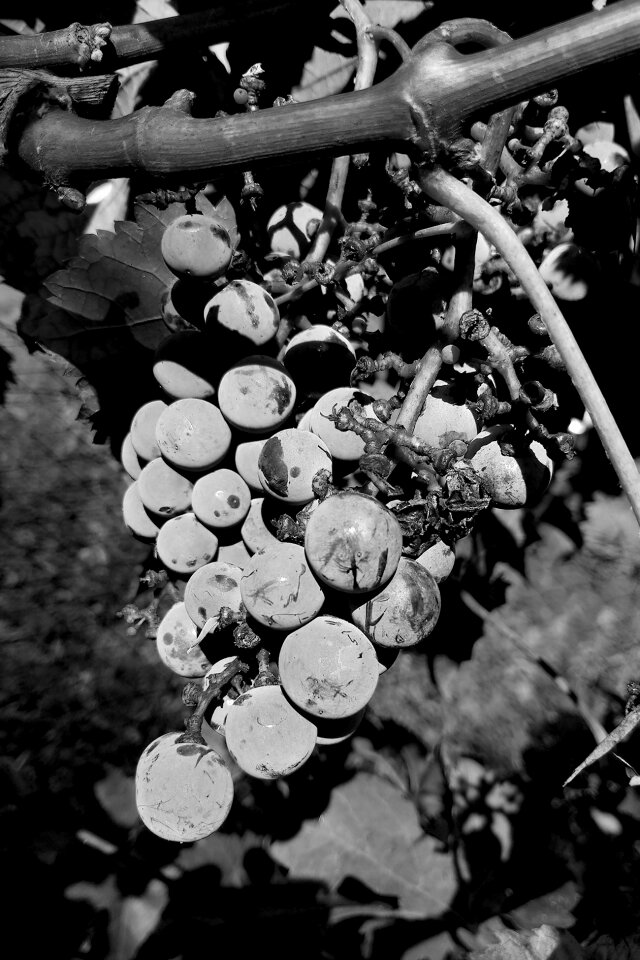 Grapes acini bunch