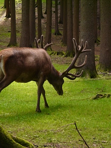 Antler graze forest