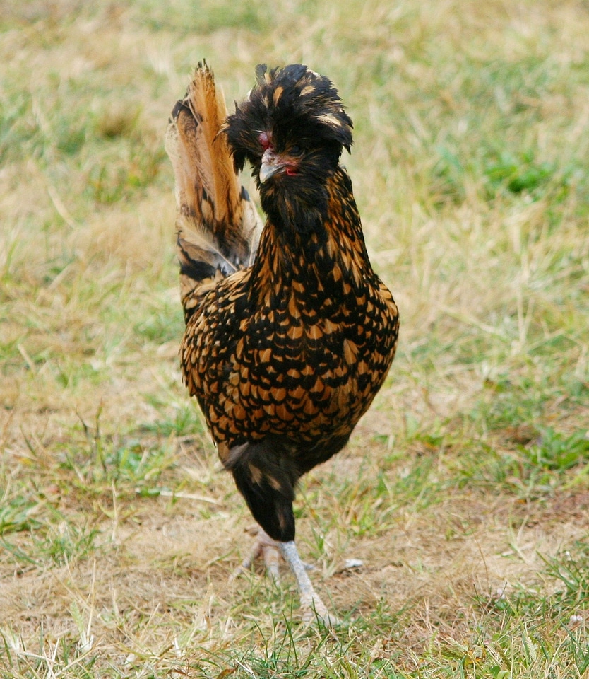 Feather knob hen rooster