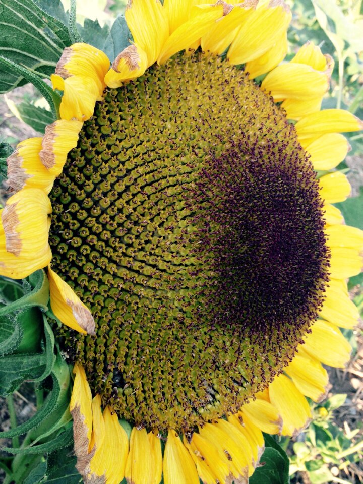 Flower autumn harvest