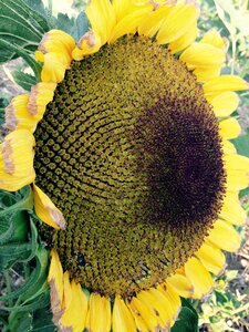 Flower autumn harvest
