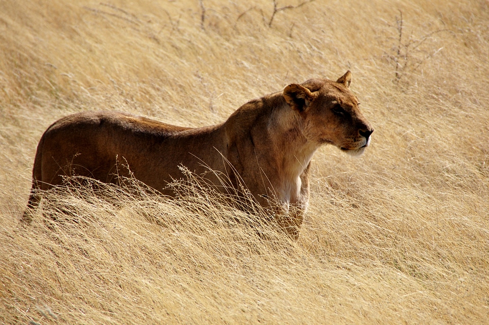 Big cat wildcat animals photo