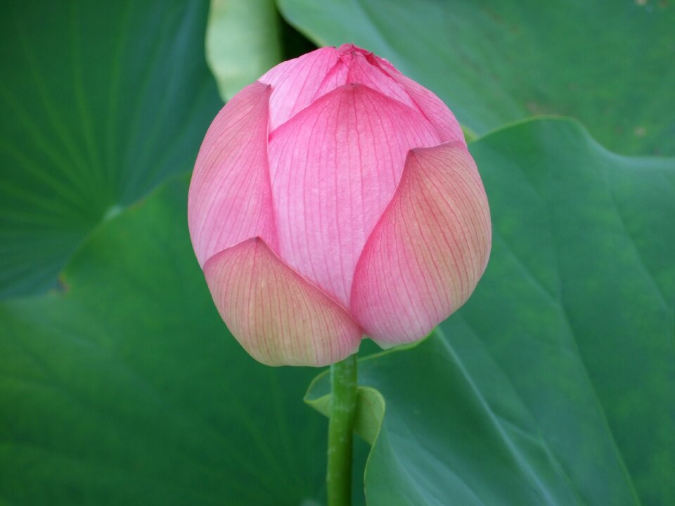 Flowers lotus oga lotus