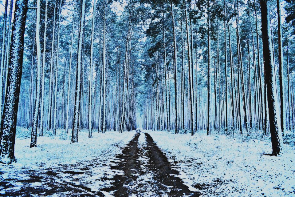 Trees winter forest pine photo