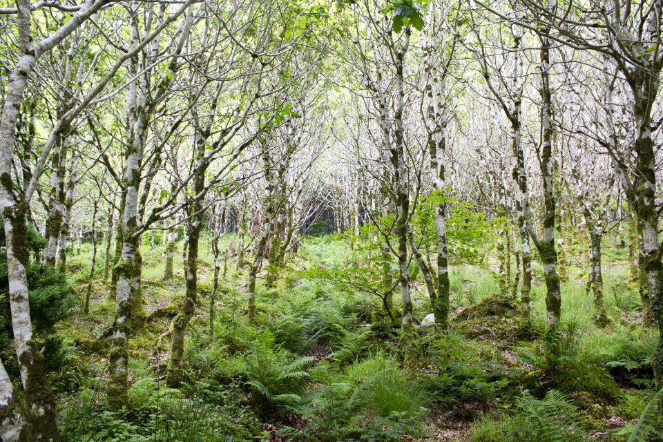 Trees nature green