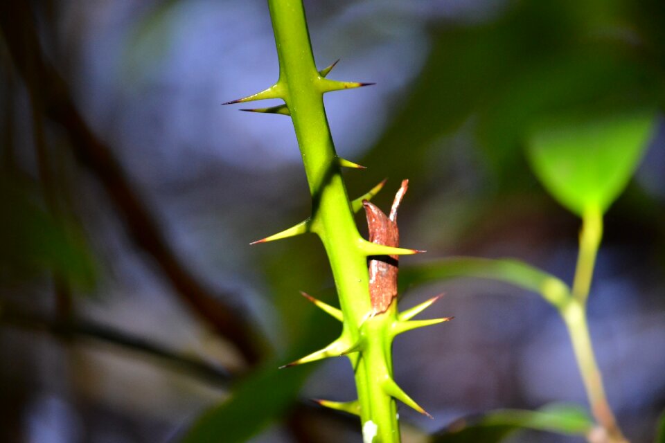 Thorns burr thorny