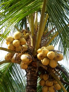 Caribbean jamaica coconut tree photo