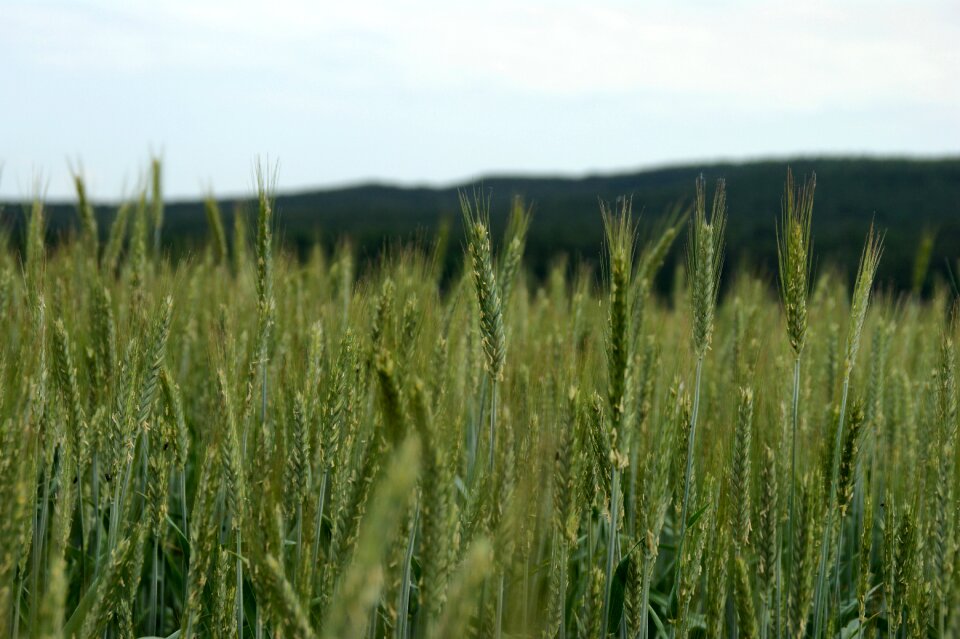 Agriculture nature grain