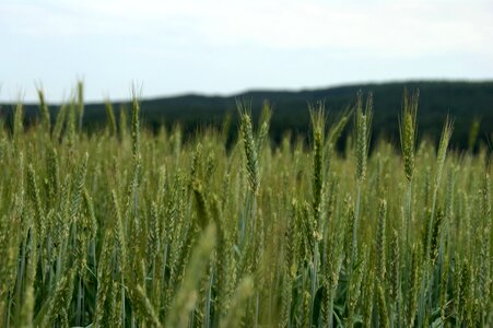 Agriculture nature grain