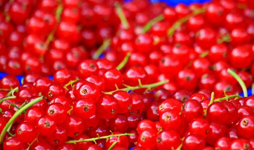 Soft fruit berries garden