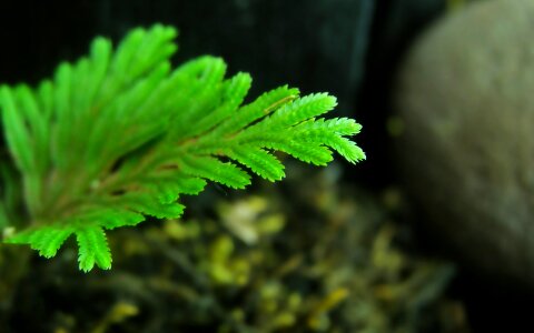Agua green fern
