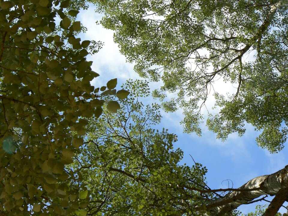 Leaves spring sky
