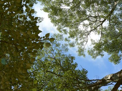 Leaves spring sky