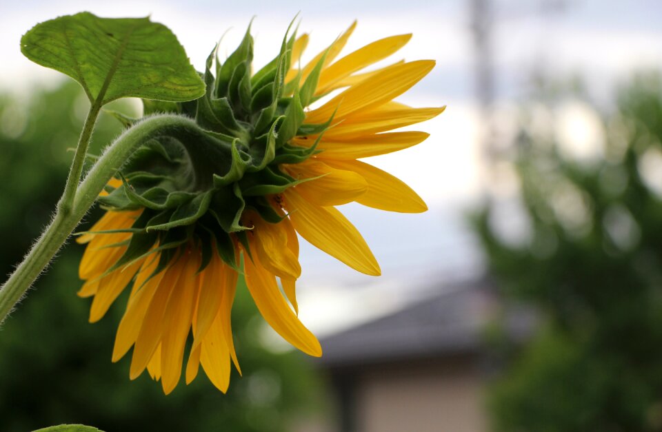 Sunny petals yellow flower