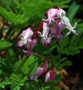 Perenial garden nature