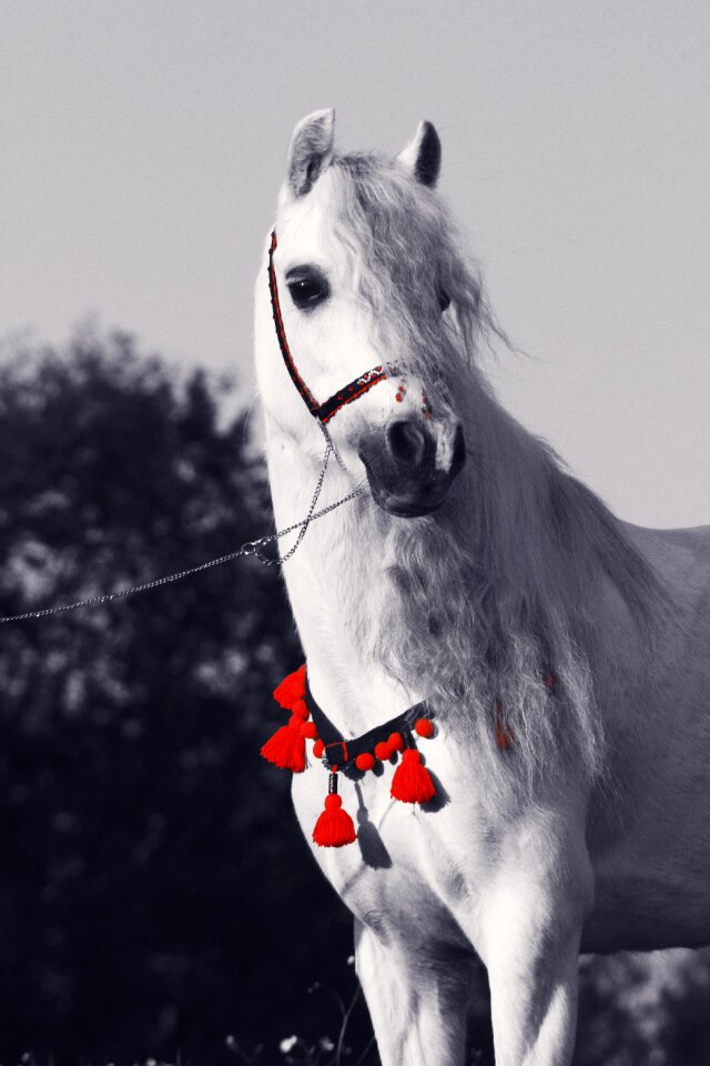 The horse pony animal