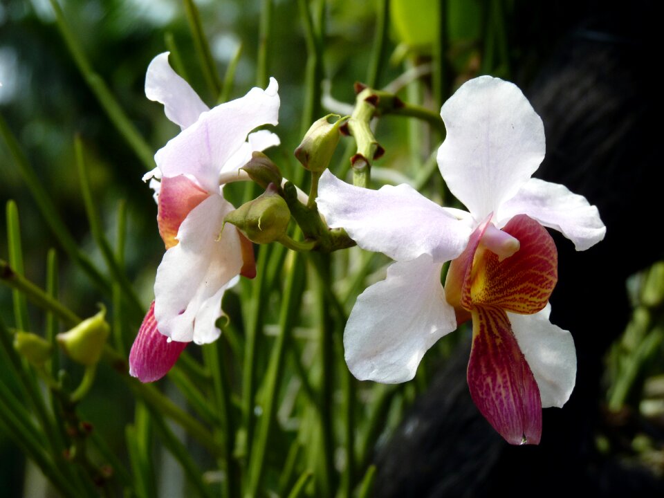 Flowers orchids white