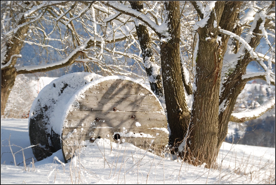 Snow winter tree