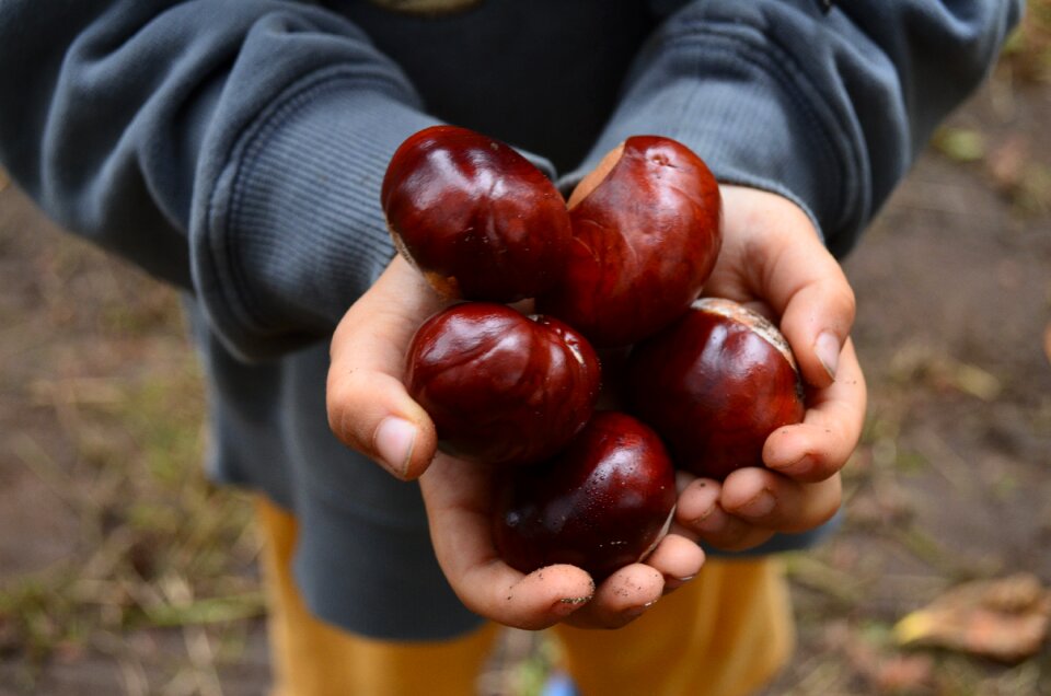 Chestnut fruit autumn fruit collect