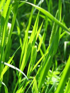 Plant flora nature