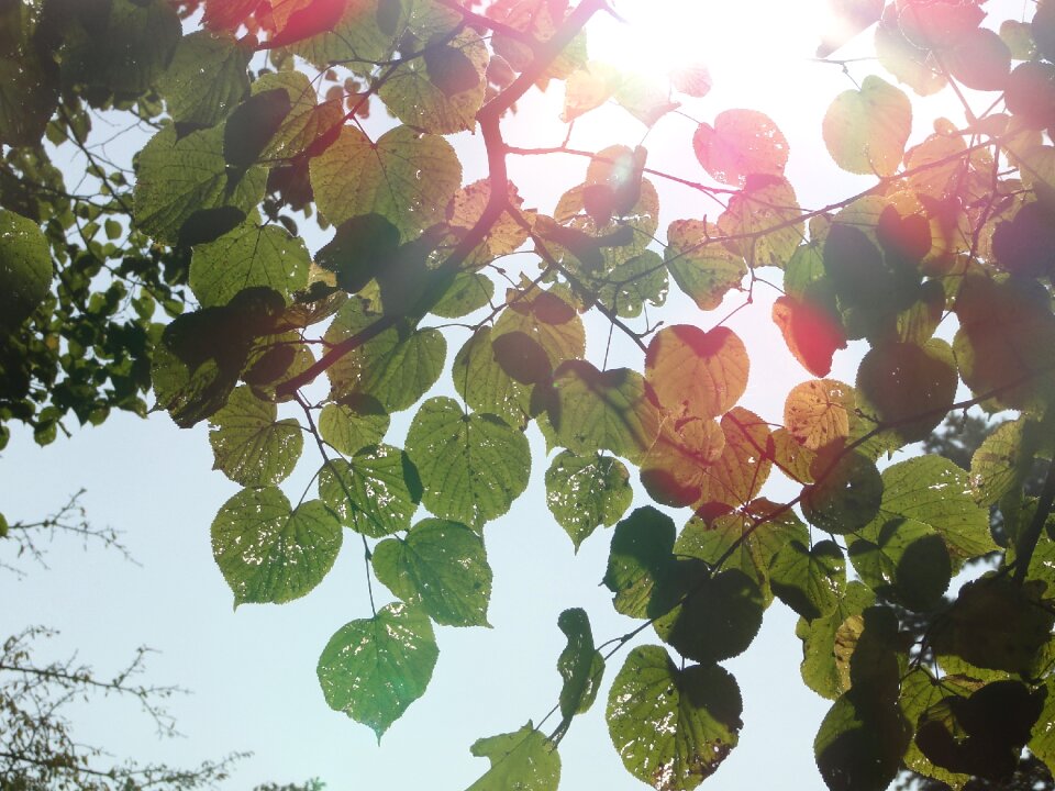 Tree bright summer