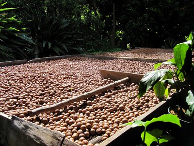 Nuts drying