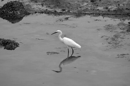 Fauna wader white