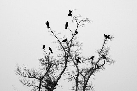 Birds nature outdoor
