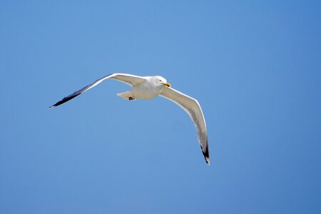 Animal sky water bird photo