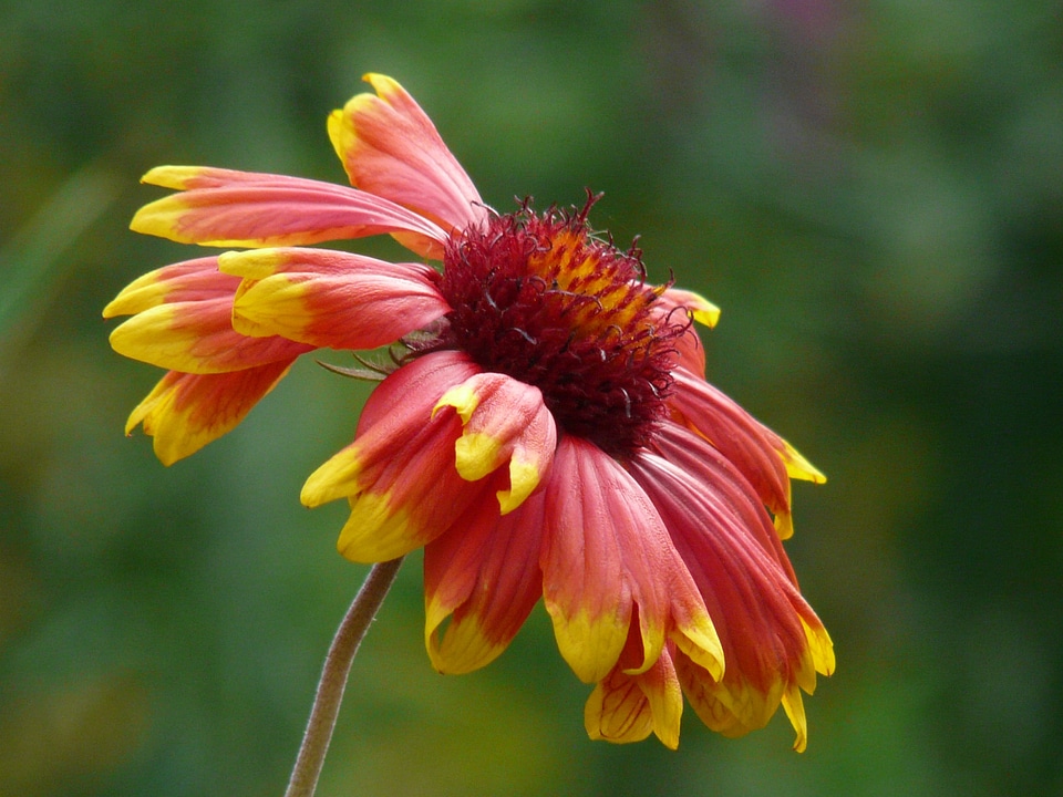 Asteraceae flower blossom