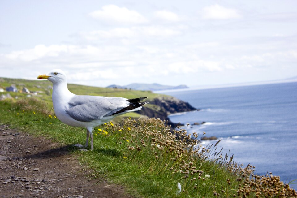 Sea animal ireland